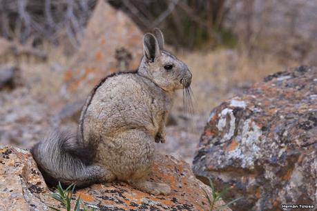 Chinchillón (Lagidium viscacia)