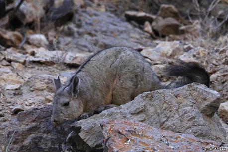 Chinchillón (Lagidium viscacia)