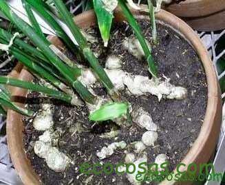 Cómo plantar jengibre en macetas fácilmente en casa 2 plantar jengibre
