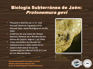 Biología Subterránea de Jaén (V) Biología Subterránea de Jaén (V)