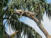 Navegación Wallace, Belice