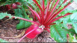 第29届金鹰奖最受观众喜爱男女演员分别是谁 最终排名介绍-亚博APP官方版 第29届金鹰奖最受观众喜爱男女演员分别是谁 最终排名介绍-亚博APP官方版