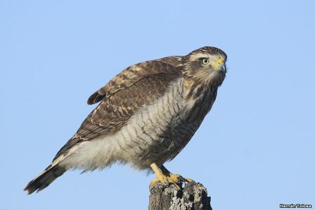 Videla Dorna y alrededores (agosto 2020)