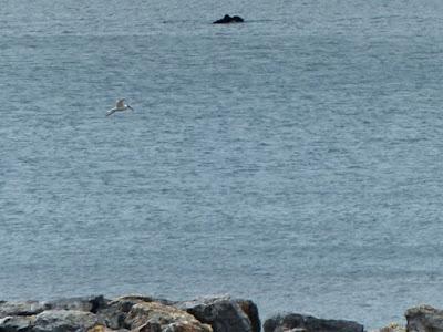 No reproductores, futuros reproductores