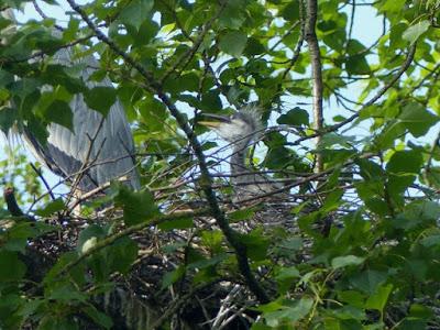 No reproductores, futuros reproductores