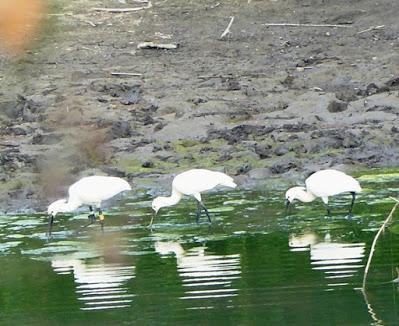 No reproductores, futuros reproductores