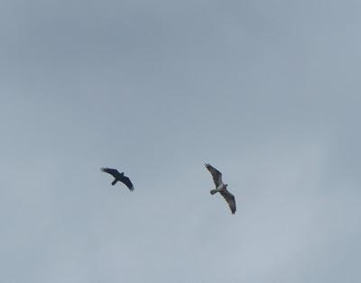 No reproductores, futuros reproductores