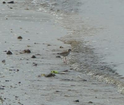 No reproductores, futuros reproductores