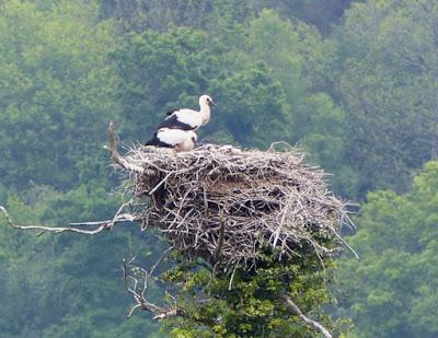 No reproductores, futuros reproductores