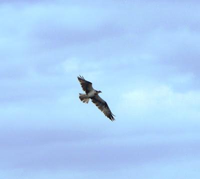 No reproductores, futuros reproductores