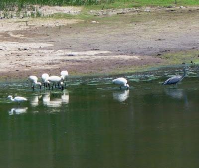 No reproductores, futuros reproductores