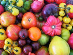 El tomate, de América al mundo