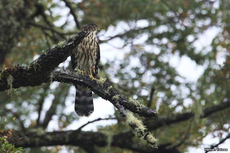 Esparvero variado (Accipiter bicolor)