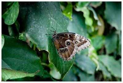 PON FOCOS SOLARES EN TU JARDÍN MARAVILLOSO