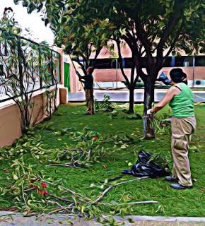 GUIAS DE PODA DE ÁRBOLES