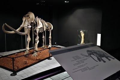 EXHIBEN MAMUT DE ECATEPEC EN MUSEO DE ANTROPOLOGÍA E HISTORIA