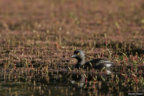 Macá gris (Tachybaptus dominicus)