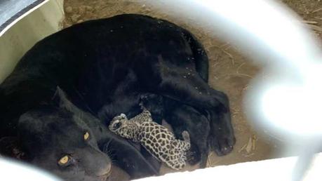 (Video) Nacen dos crías de jaguar en el Parque Tangamanga