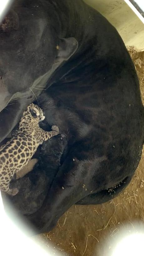 (Video) Nacen dos crías de jaguar en el Parque Tangamanga