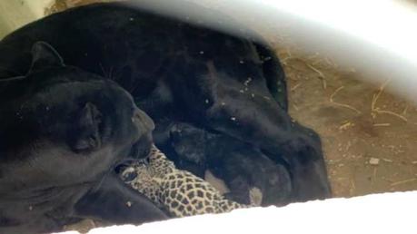 (Video) Nacen dos crías de jaguar en el Parque Tangamanga