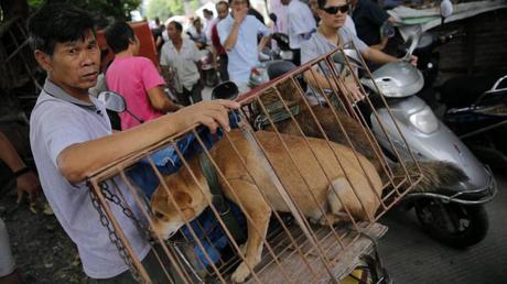 China da inicio al polémico festival de la carne de perro de Yulin