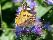Migración mariposas polillas
