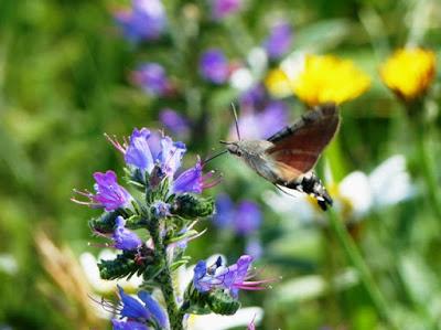 Migración de mariposas y polillas