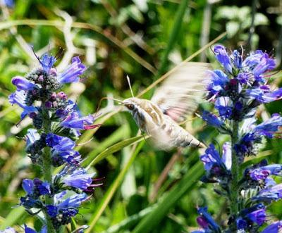 Migración de mariposas y polillas