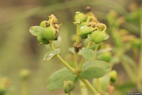Lechetrés (Euphorbia collina)
