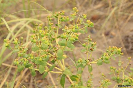 Lechetrés (Euphorbia collina)