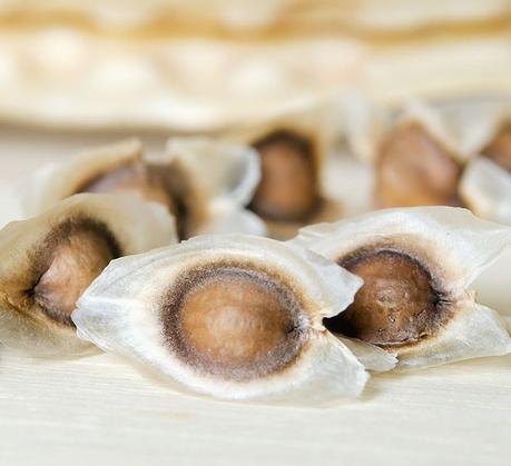semillas de moringa
