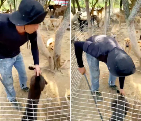 Conozca la “granja secreta” de Yulin, donde los perros son hervidos vivos