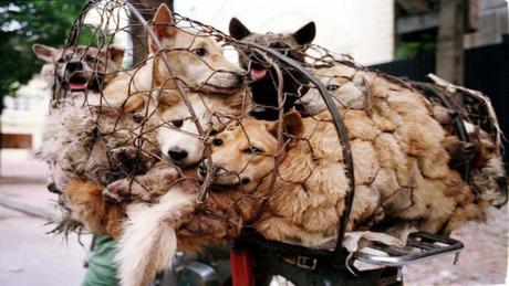 Conozca la “granja secreta” de Yulin, donde los perros son hervidos vivos