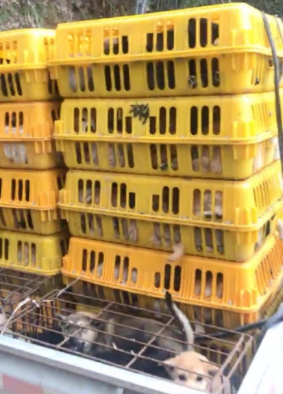 Conozca la “granja secreta” de Yulin, donde los perros son hervidos vivos