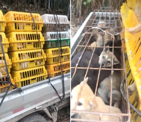 Conozca la “granja secreta” de Yulin, donde los perros son hervidos vivos