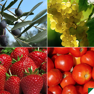 Fertilizantes ecológicos para el sistema fertilizantes ecológicos