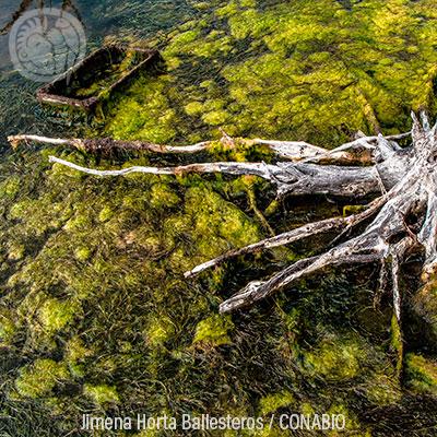 Ecosistemas IX: Playas de arena y rocas