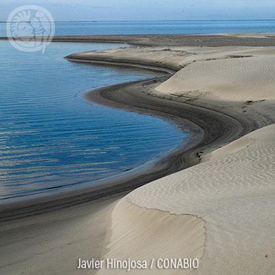 Ecosistemas IX: Playas de arena y rocas