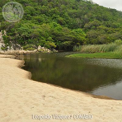 Ecosistemas IX: Playas de arena y rocas