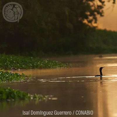 Ecosistemas IX: Playas de arena y rocas
