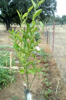 El naranjo comienza a reaccionar El naranjo comienza a reaccionar