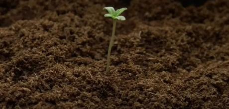 Como mejorar el suelo para tus plantas 3