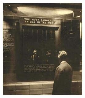 El animal más peligros del mundo