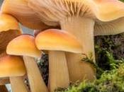 Reino Fungi