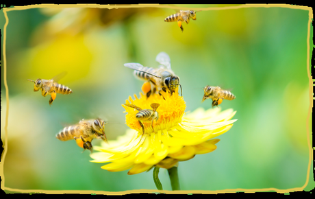 Las abejas y el trabajo en equipo, ¿Podemos aprender de ellas? Las abejas y el trabajo en equipo, ¿Podemos aprender de ellas?