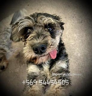 Merry, feliz navidad