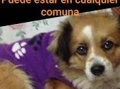 Buscamos Princesa