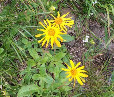 Té de árnica. Usos y beneficios 3 te de arnica beneficios