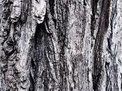 Ressenya pomera altres contes”, Daphne Maurier