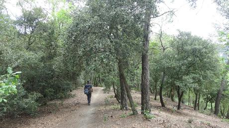 Camí del Turó de l'Alzina